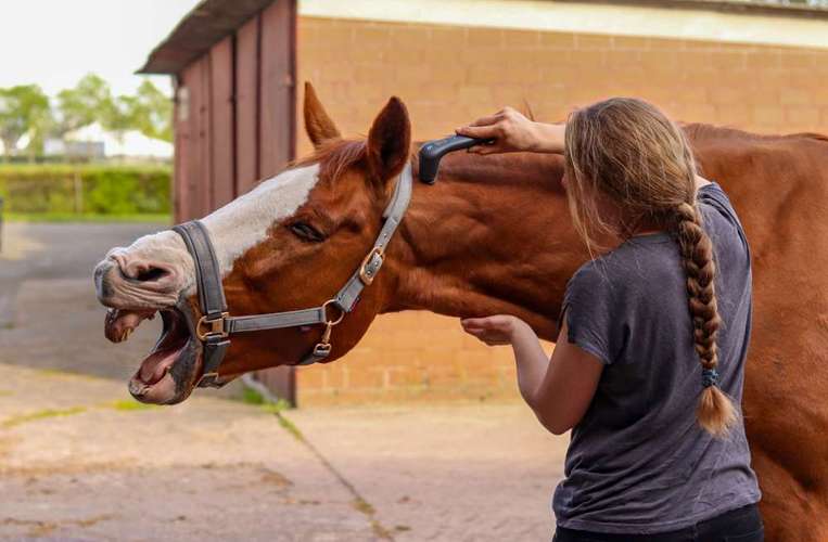 Hundeauslaufgebiet-4-Legs-Physio | Mobile Praxis für Hundephysiotherapie & Pferdephysiotherapie-Bild