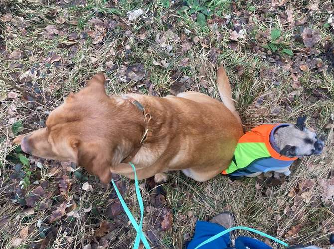 Hundeauslaufgebiet-Dogjack24 Ihre Hundeschule in Witten-Bild