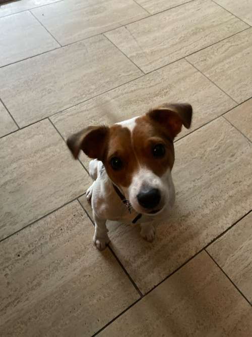 Hundeauslaufgebiet-Dogjack24 Ihre Hundeschule in Witten-Bild