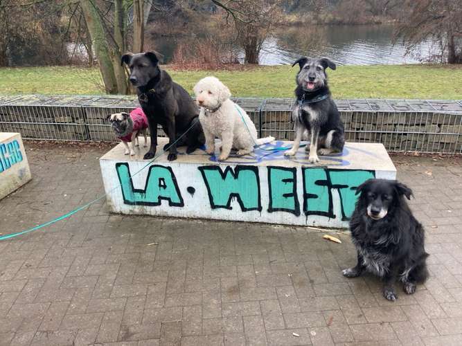 Hundeauslaufgebiet-Dogjack24 Ihre Hundeschule in Witten-Bild