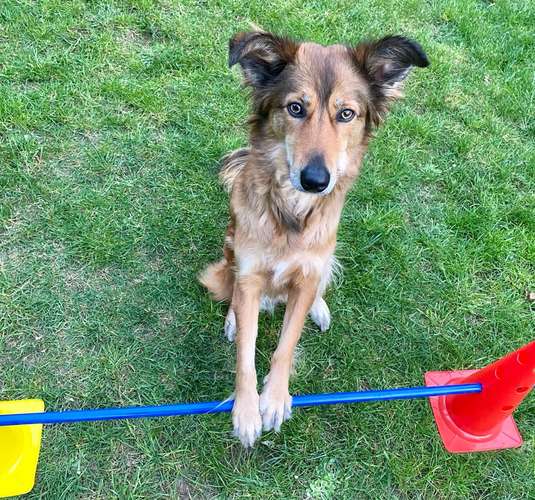 Hundeauslaufgebiet-Bindungswerk-Hundetraining Daniela Ahlefeld -Bild