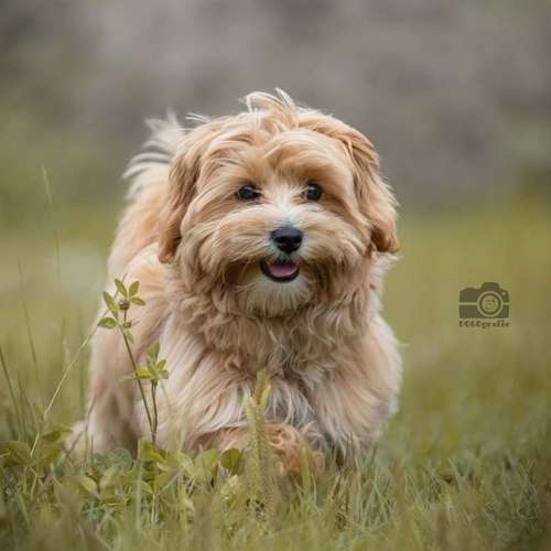 Hundeauslaufgebiet-DOGOgrafie-Bild
