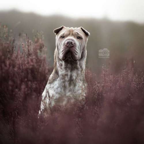 Hundeauslaufgebiet-DOGOgrafie-Bild