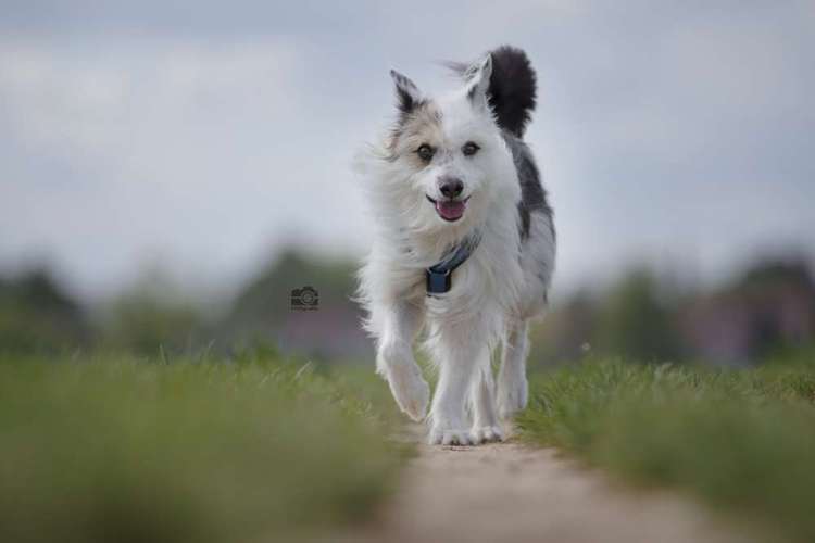 Hundeauslaufgebiet-DOGOgrafie-Bild