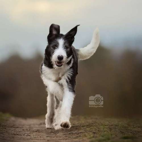 Hundeauslaufgebiet-DOGOgrafie-Bild