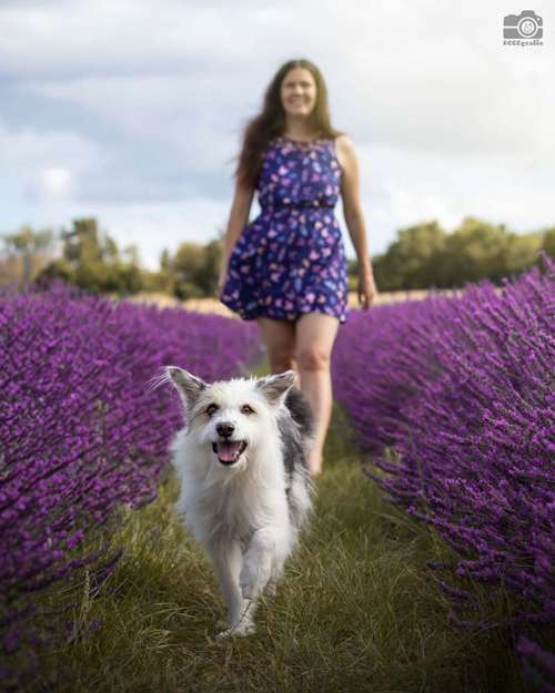 Hundeauslaufgebiet-DOGOgrafie-Bild