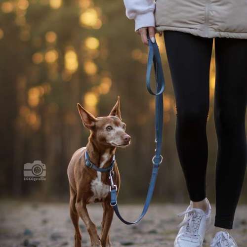 Hundeauslaufgebiet-DOGOgrafie-Bild