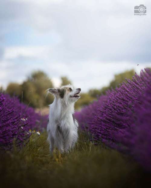 Hundeauslaufgebiet-DOGOgrafie-Bild