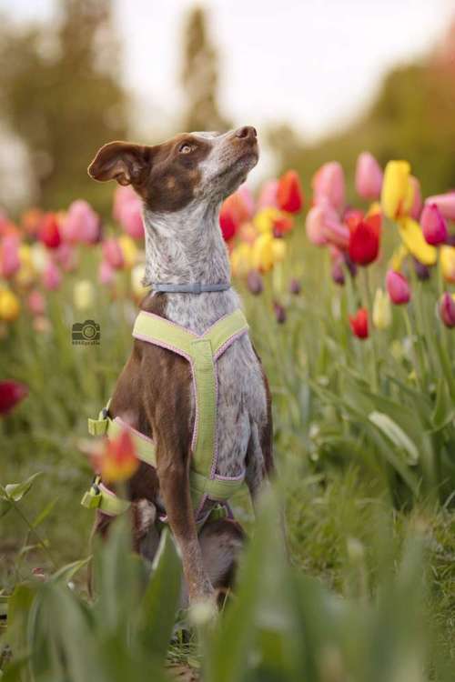 Hundeauslaufgebiet-DOGOgrafie-Bild