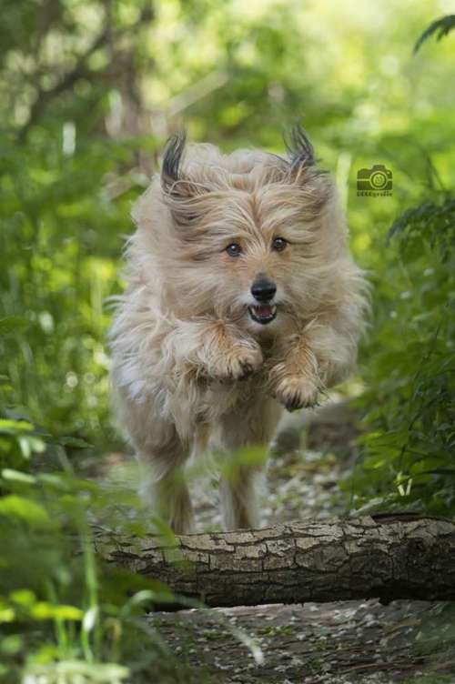 Hundeauslaufgebiet-DOGOgrafie-Bild