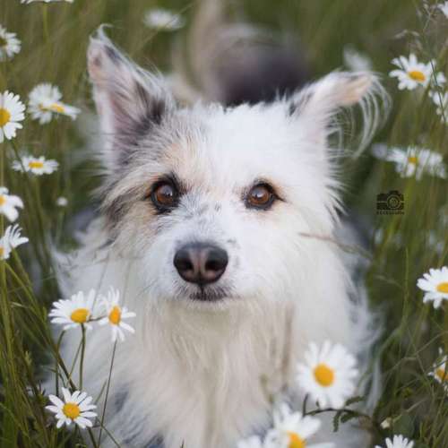 Hundeauslaufgebiet-DOGOgrafie-Bild