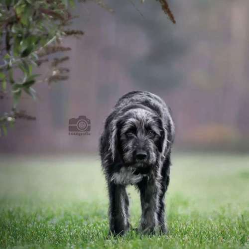 Hundeauslaufgebiet-DOGOgrafie-Bild