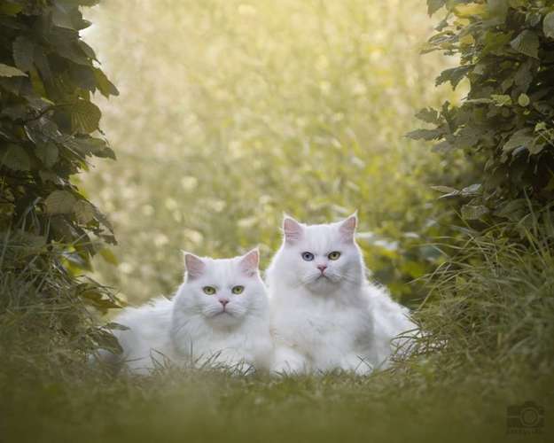 Hundeauslaufgebiet-DOGOgrafie-Bild