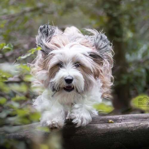 Hundeauslaufgebiet-DOGOgrafie-Bild