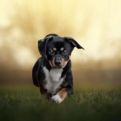 Hundeauslaufgebiet-DOGOgrafie-Bild