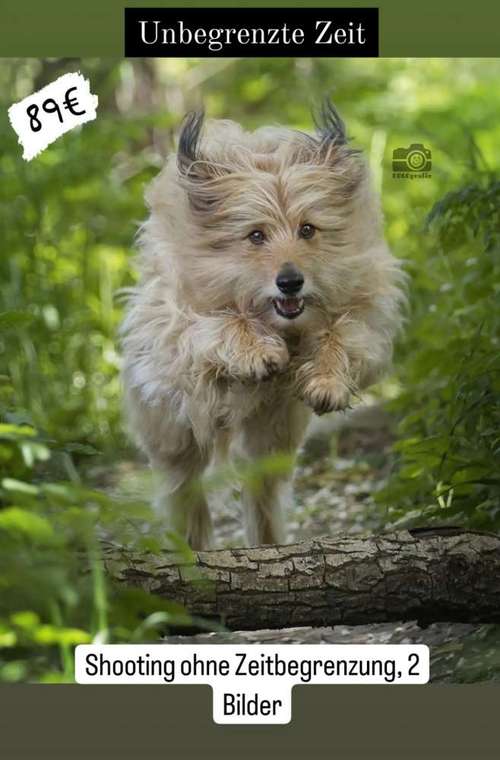 Hundeauslaufgebiet-DOGOgrafie-Bild