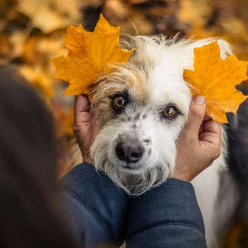 Hundeauslaufgebiet-DOGOgrafie-Bild