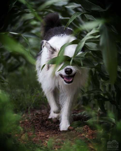 Hundeauslaufgebiet-DOGOgrafie-Bild