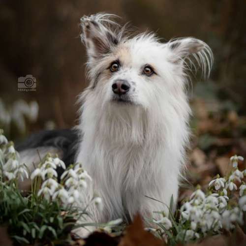 Hundeauslaufgebiet-DOGOgrafie-Bild