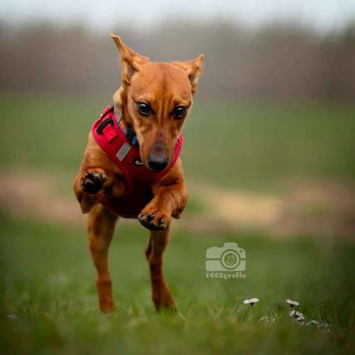 Hundeauslaufgebiet-DOGOgrafie-Bild