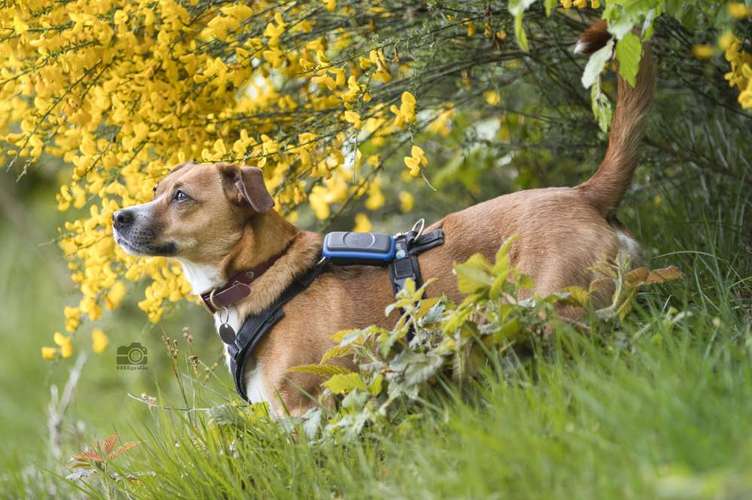 Hundeauslaufgebiet-DOGOgrafie-Bild