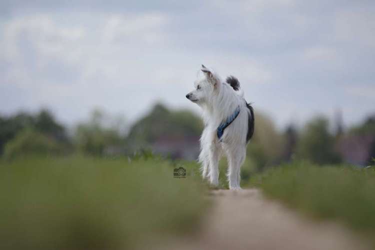 Hundeauslaufgebiet-DOGOgrafie-Bild