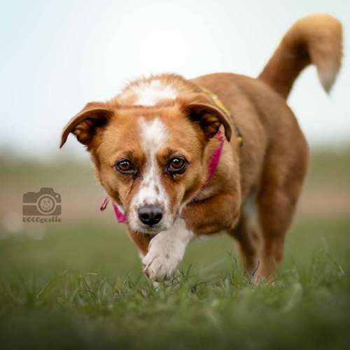 Hundeauslaufgebiet-DOGOgrafie-Bild