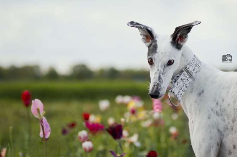 Hundeauslaufgebiet-DOGOgrafie-Bild