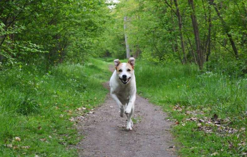 Hundeauslaufgebiet-Hundeschule Pfotenzauber-Bild