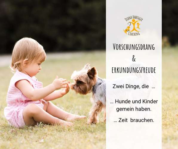 Hundeauslaufgebiet-Diana Habegger Coach & Trainer für Hundehalter-Bild