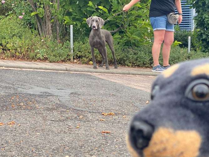 Hundeauslaufgebiet-Diana Habegger Coach & Trainer für Hundehalter-Bild