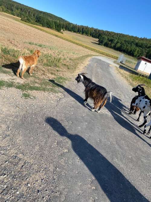 Hundeauslaufgebiet-Diana Habegger Coach & Trainer für Hundehalter-Bild