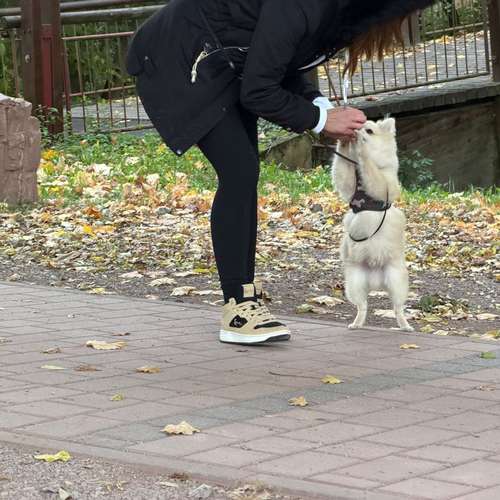 Hundeauslaufgebiet-Diana Habegger Coach & Trainer für Hundehalter-Bild