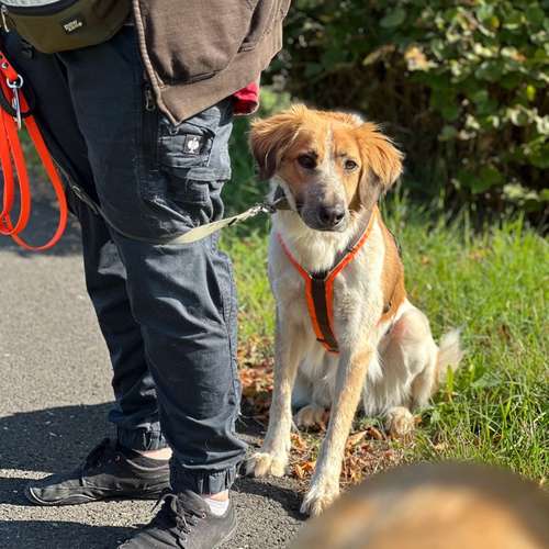 Hundeauslaufgebiet-Diana Habegger Coach & Trainer für Hundehalter-Bild