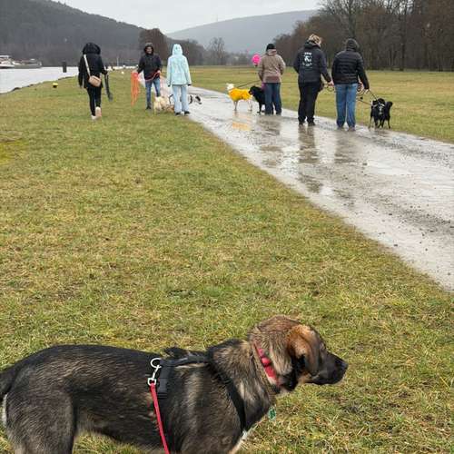 Hundeauslaufgebiet-Diana Habegger Coach & Trainer für Hundehalter-Bild