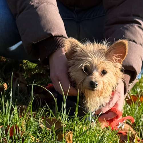 Hundeauslaufgebiet-Diana Habegger Coach & Trainer für Hundehalter-Bild