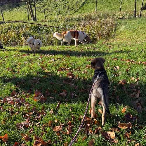 Hundeauslaufgebiet-Diana Habegger Coach & Trainer für Hundehalter-Bild