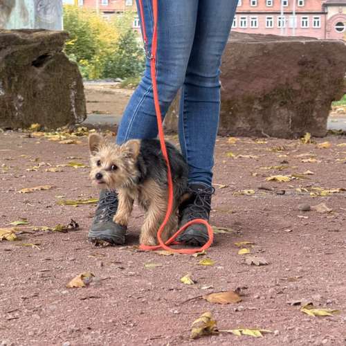 Hundeauslaufgebiet-Diana Habegger Coach & Trainer für Hundehalter-Bild