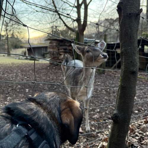 Hundeauslaufgebiet-Diana Habegger Coach & Trainer für Hundehalter-Bild
