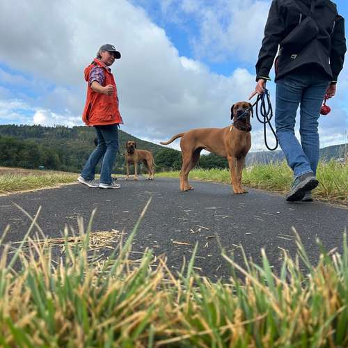 Hundeauslaufgebiet-Diana Habegger Coach & Trainer für Hundehalter-Bild