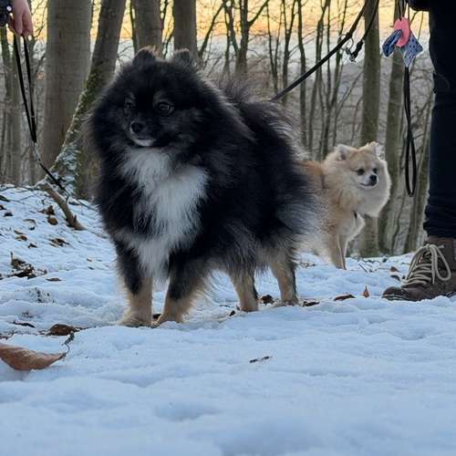 Hundeauslaufgebiet-Diana Habegger Coach & Trainer für Hundehalter-Bild