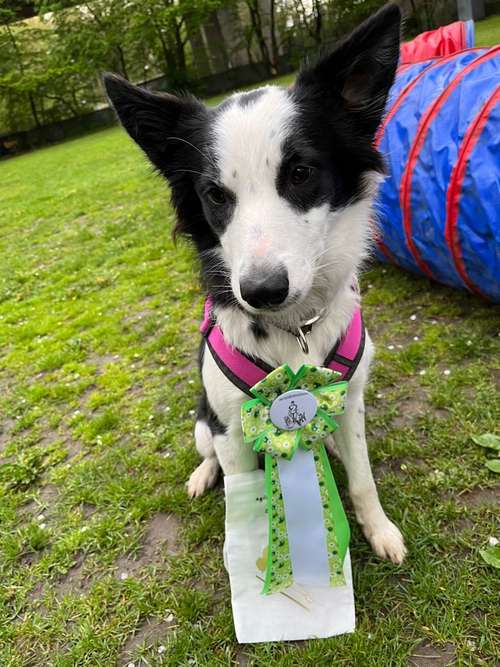 Hundeauslaufgebiet-Die-Hundemenschtrainer-Bild