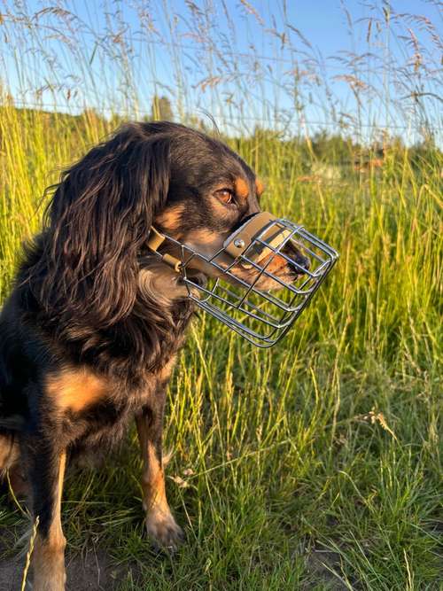 Hundeauslaufgebiet-Skydogs-Bild