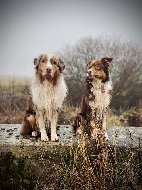 Hundeauslaufgebiet-Hundeschule Herzblut-Bild