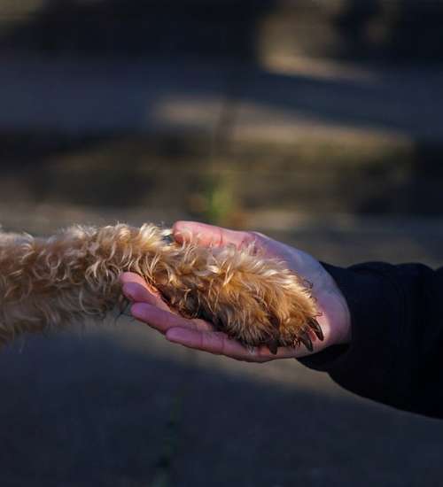 Hundeauslaufgebiet-Dog Door Hundetraining-Bild