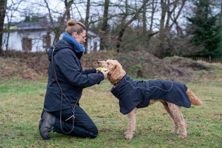 Hundeauslaufgebiet-Dog Door Hundetraining-Bild