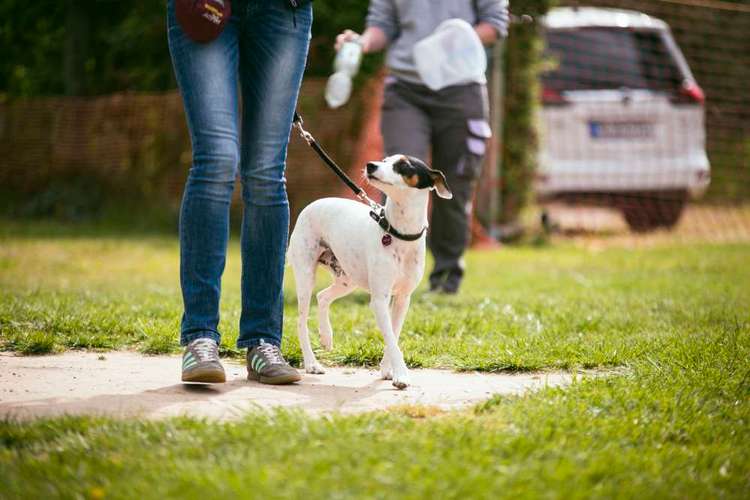 Hundeauslaufgebiet-Hundeschule ohne Worte-Bild