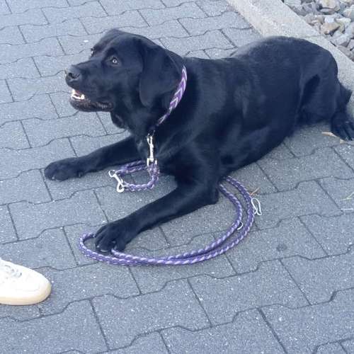 Hundeauslaufgebiet-Hundeschule ohne Worte-Bild