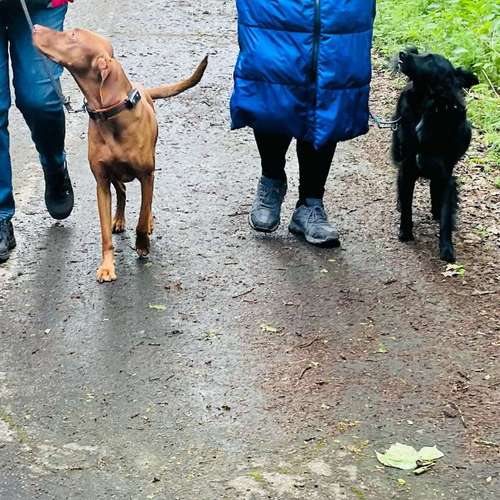 Hundeauslaufgebiet-Hundeschule ohne Worte-Bild