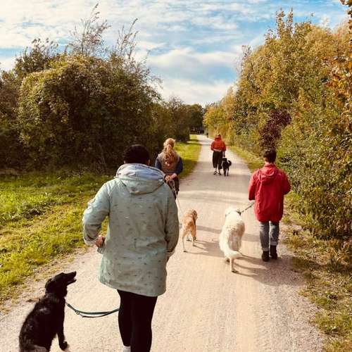 Hundeauslaufgebiet-Hundeschule ohne Worte-Bild